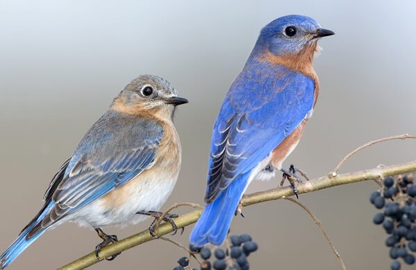 Eastern Bluebird