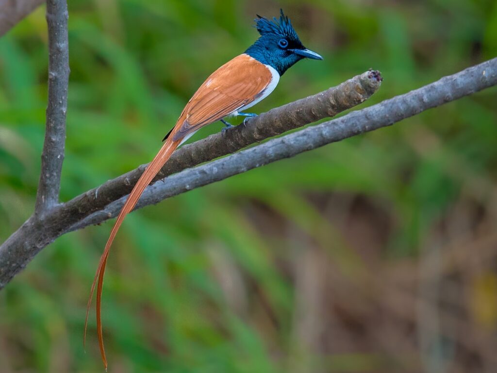 Indian Paradise Flycatcher