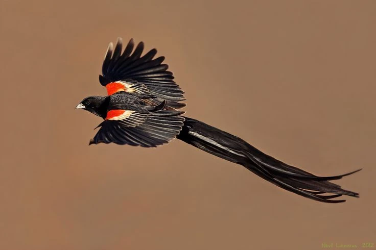Long-tailed Widowbird