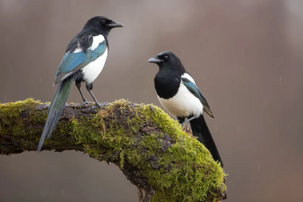 Magpie