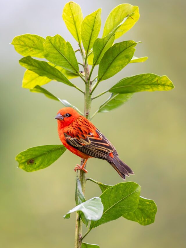 10 Stunning Birds With Bright Red Heads (With Photos)